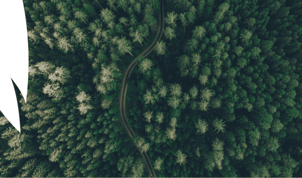 Wild forest from top view